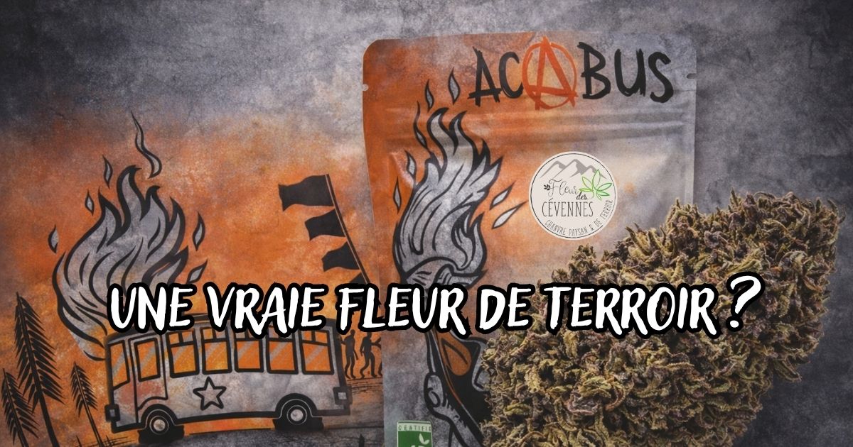 ACABUS outdoor fleurs des Cévennes en gros plan avec pochon produit – revue de dégustation CBD