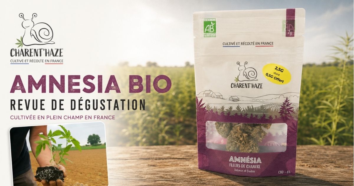 Pochon d’Amnesia Bio de Charent’Haze cultivée en plein champ en France, présenté pour une revue de dégustation.