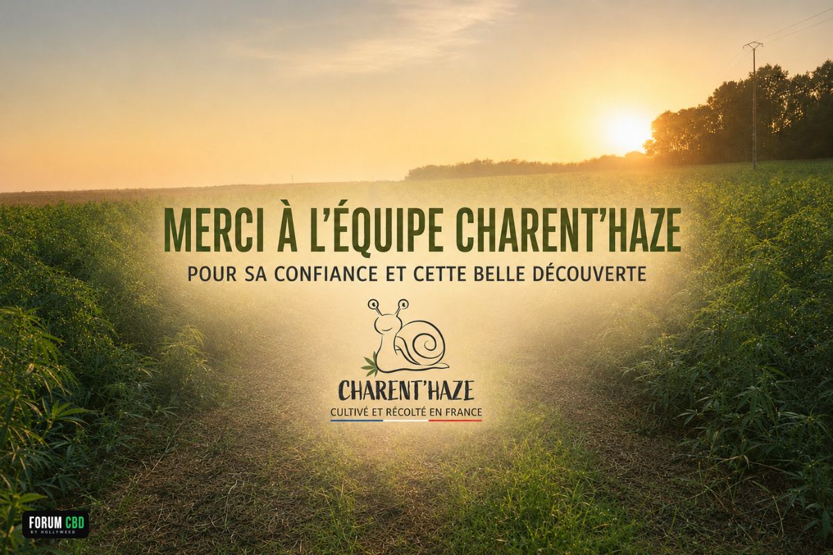 Message de remerciement à l’équipe Charent’Haze sur un champ de chanvre français au coucher du soleil.