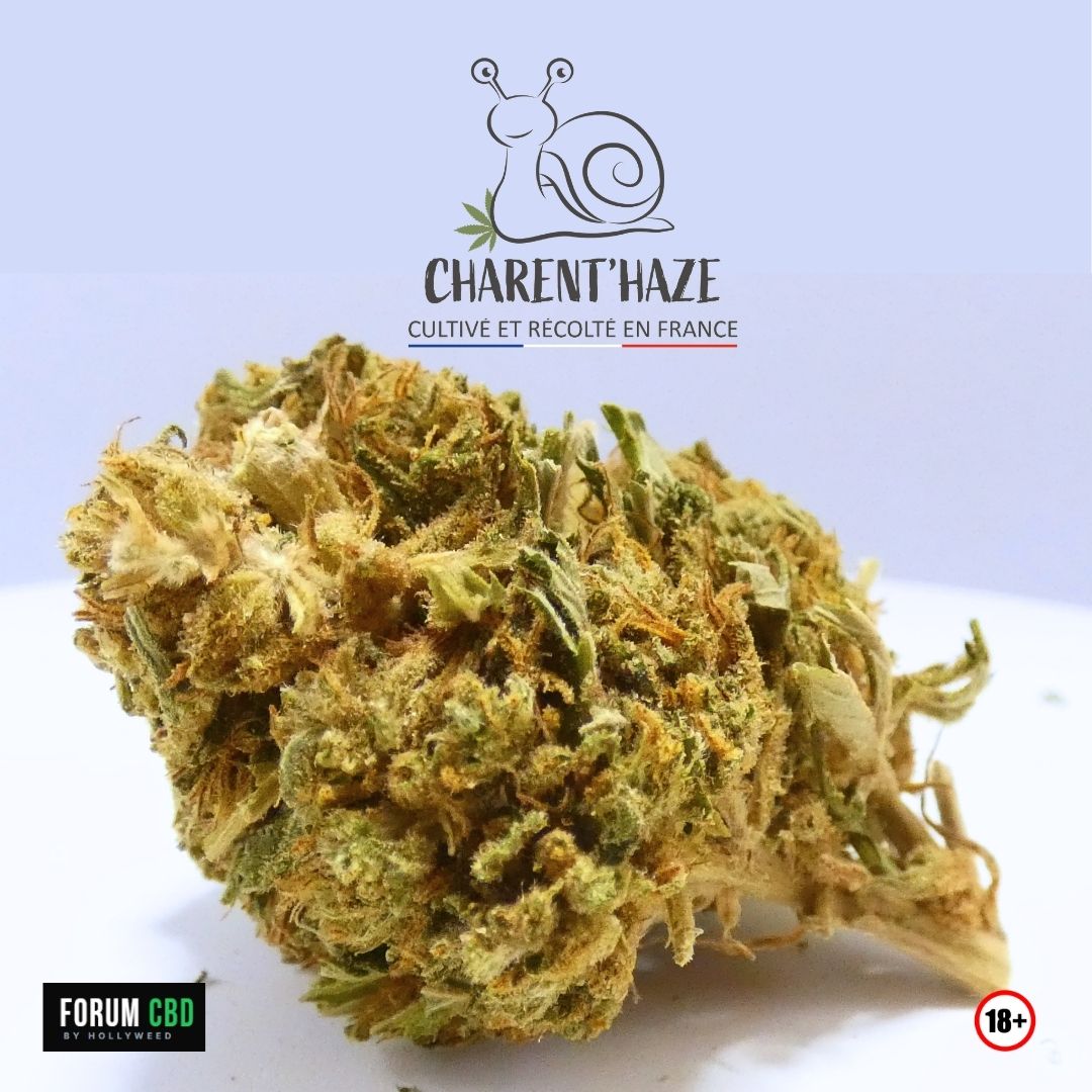 Gros plan sur une fleur dense d’Amnesia Bio de Charent’Haze, aux teintes vert olive et aux pistils cuivrés.