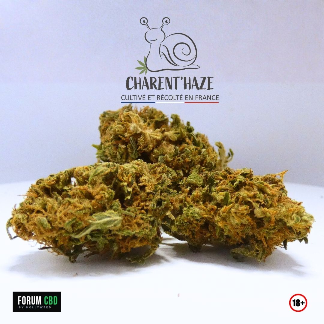 Fleurs d’Amnesia Bio de Charent’Haze testées à différents moments de la journée pour comparer le ressenti personnel.