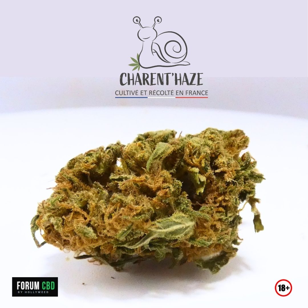 Fleur d’Amnesia Bio de Charent’Haze au profil aromatique fruité, terreux et épicé avant son passage au grinder.