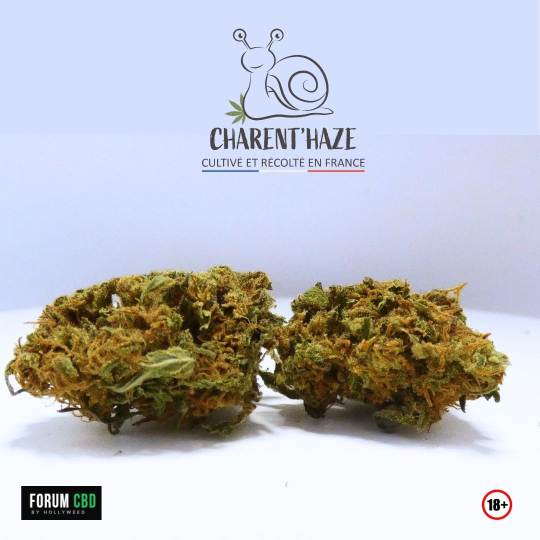 Deux fleurs d’Amnesia Bio de Charent’Haze dégustées en vaporisation avec le WEHA de Katalyzer.