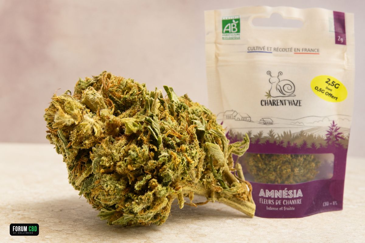 Fleur d’Amnesia Bio de Charent’Haze devant son pochon, cultivée et récoltée en plein champ en France.
