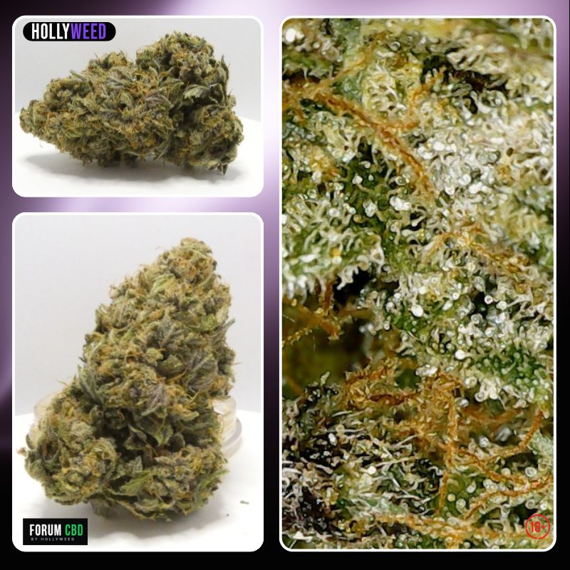 Angel Cake Indoor Hollyweed fleur CBD française avec macros de trichomes et buds indoor résineuses