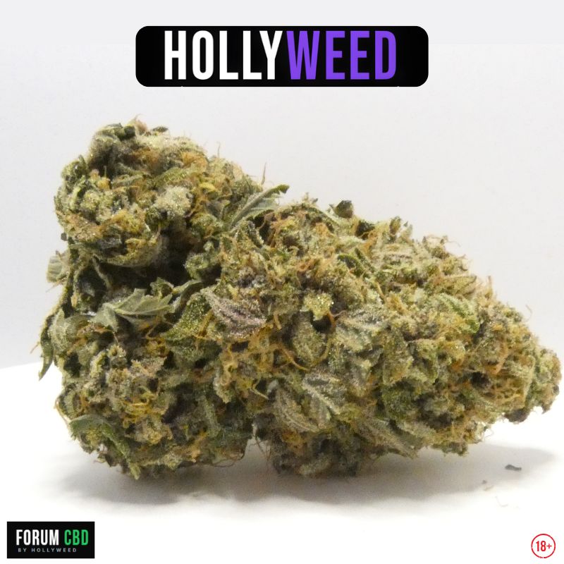 Angel Cake Indoor Hollyweed fleur CBD française cultivée en indoor avec pistils orangés et trichomes visibles