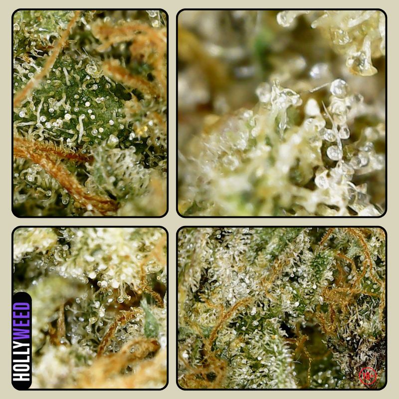 Macros des trichomes de l’Angel Cake Indoor Hollyweed prises à l’endoscope sur une fleur CBD française