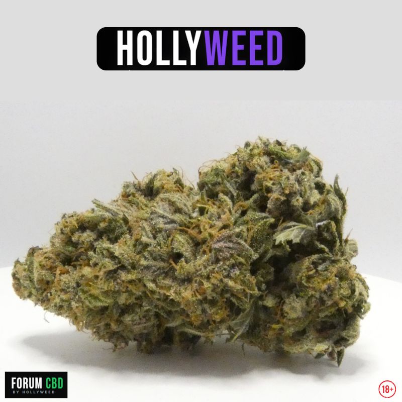 Angel Cake Indoor Hollyweed fleur CBD française cultivée en indoor avec pistils orangés et trichomes visibles