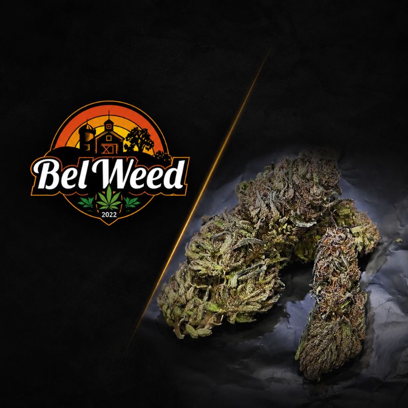 Fleur de CBD Elisir CBD/CBDV cultivée en GreenHouse organique par Bel'Weed, présentant des têtes résineuses, une belle densité florale et le savoir-faire artisanal du producteur français