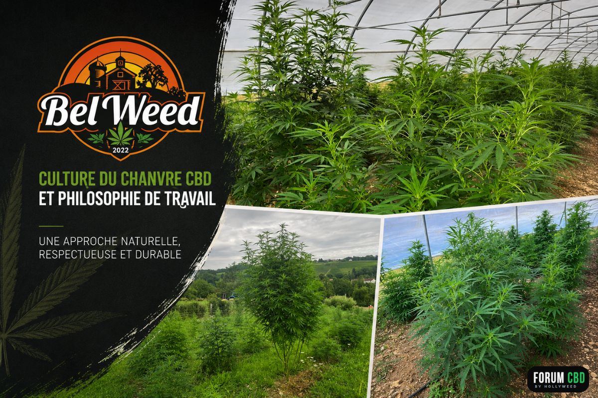 Montage présentant les cultures de chanvre CBD de Bel'Weed en outdoor et sous serre, illustrant une approche de culture organique respectueuse du vivant avec le logo de la marque