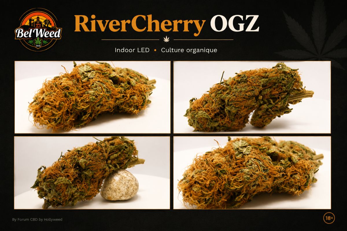 Montage présentant plusieurs vues de la fleur CBD RiverCherry OGZ de Bel'Weed, cultivée en indoor LED selon une approche organique, mettant en avant les détails des têtes, les trichomes, les pistils orangés et la qualité de la culture française