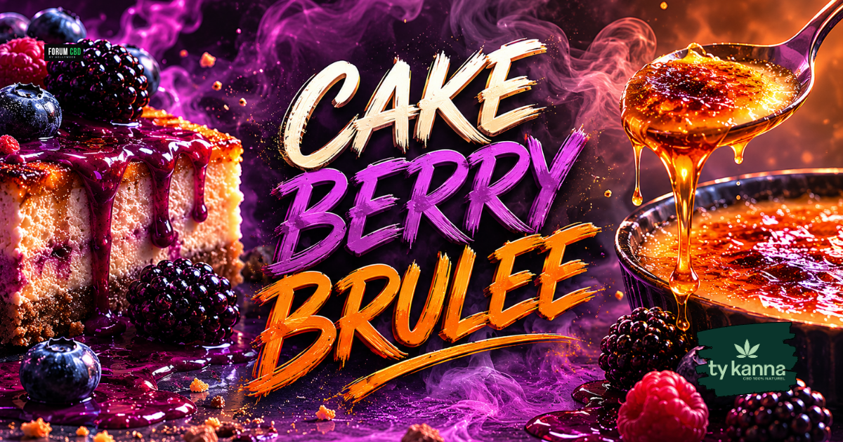 Cake Berry Brûlée de Ty KANNA, fleur greenhouse bretonne présentée en revue de dégustation sur Forum CBD by Hollyweed