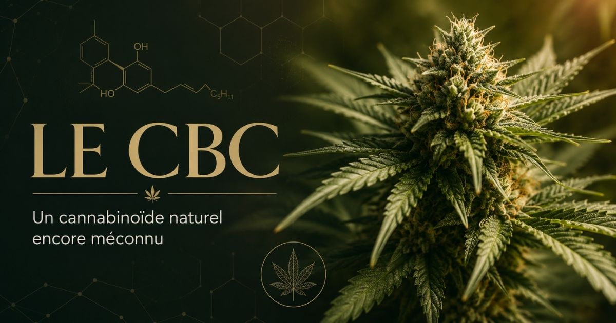Visuel de couverture sur le CBC, un cannabinoïde naturel du chanvre aussi appelé cannabichromène, avec une fleur de chanvre et des éléments graphiques scientifiques