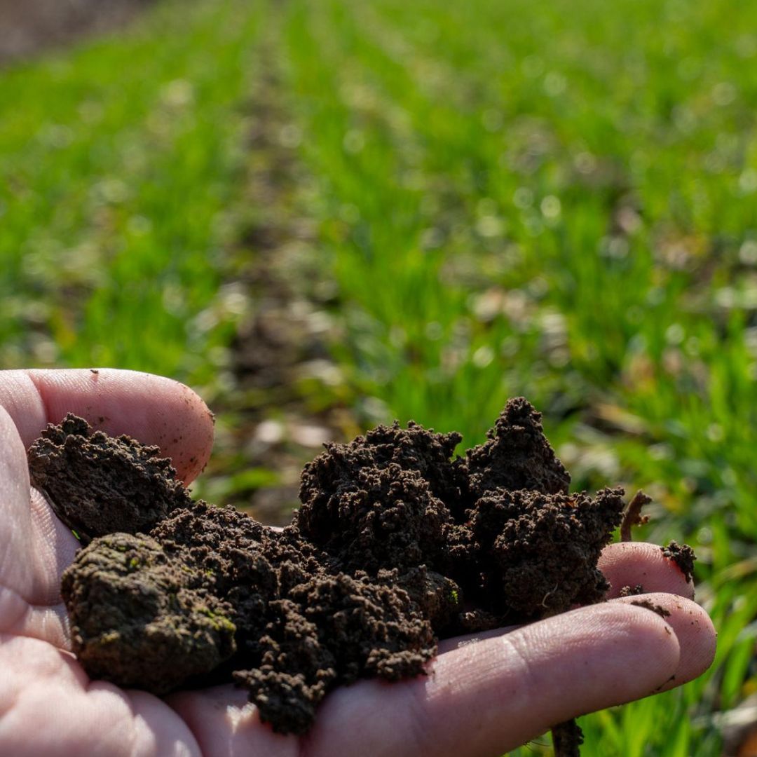 Sol vivant dans une culture de chanvre CBD montrant la richesse naturelle du sol et l’importance de la biodiversité agricole