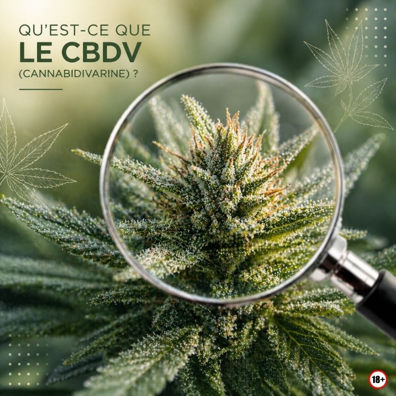 loupe au dessus dune fleur de cbd montrant les trichomes illustration analyse cbdv cannabidivarine