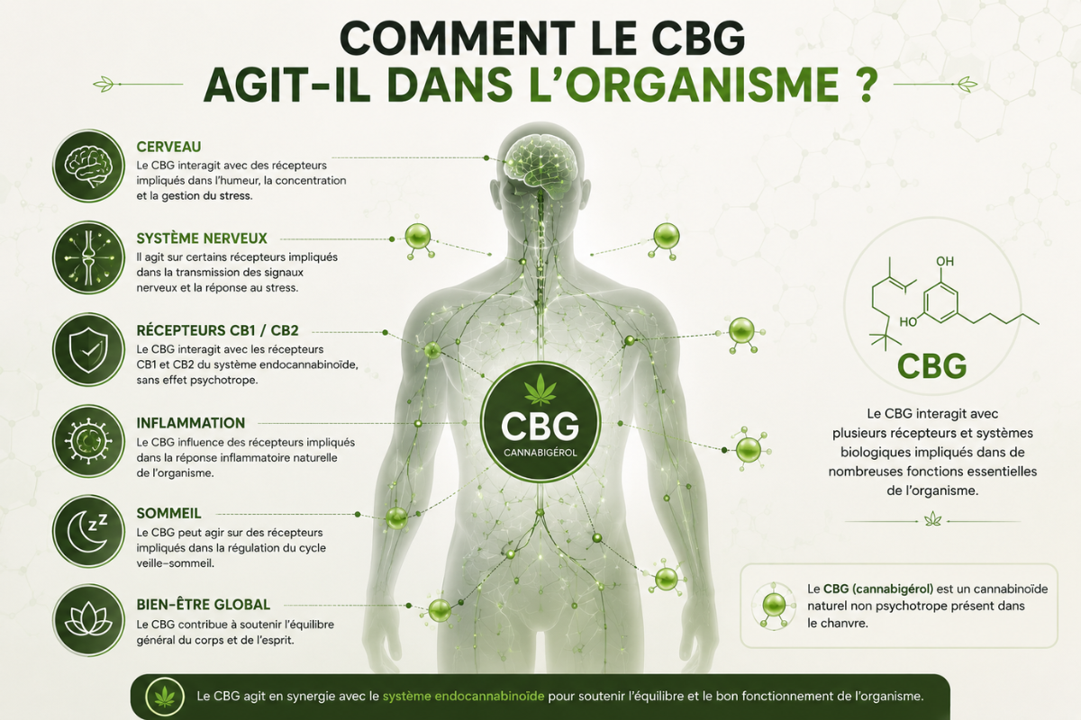 Illustration pédagogique montrant l'action potentielle du CBG sur le système endocannabinoïde et les principales fonctions physiologiques étudiées, comme l'humeur, la douleur, l'inflammation et le sommeil
