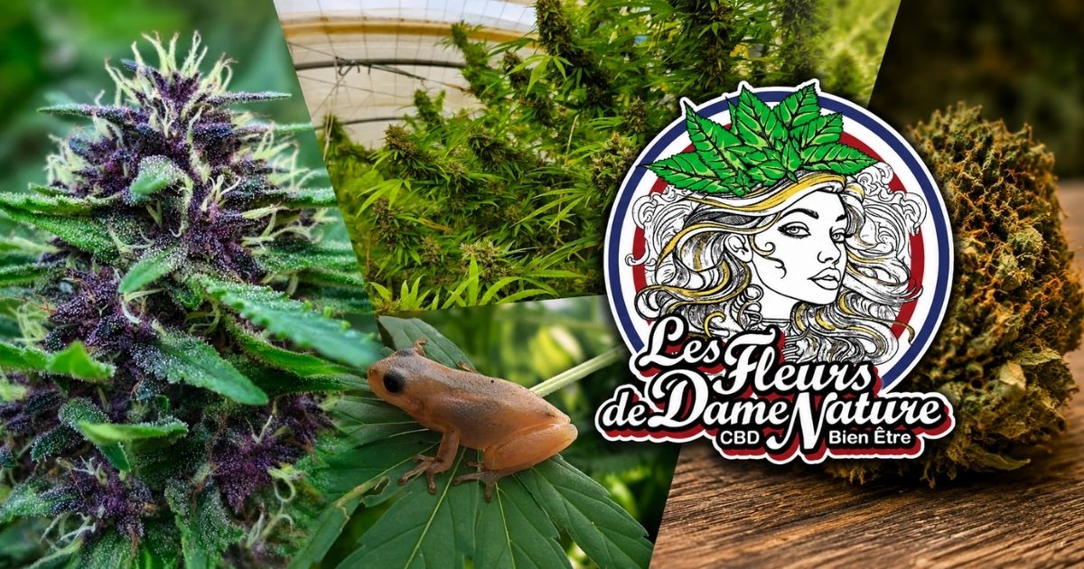 Culture de chanvre CBD sur sol vivant par Les Fleurs de Dame Nature dans le Var, entre greenhouse, fleurs résineuses et approche organique naturelle