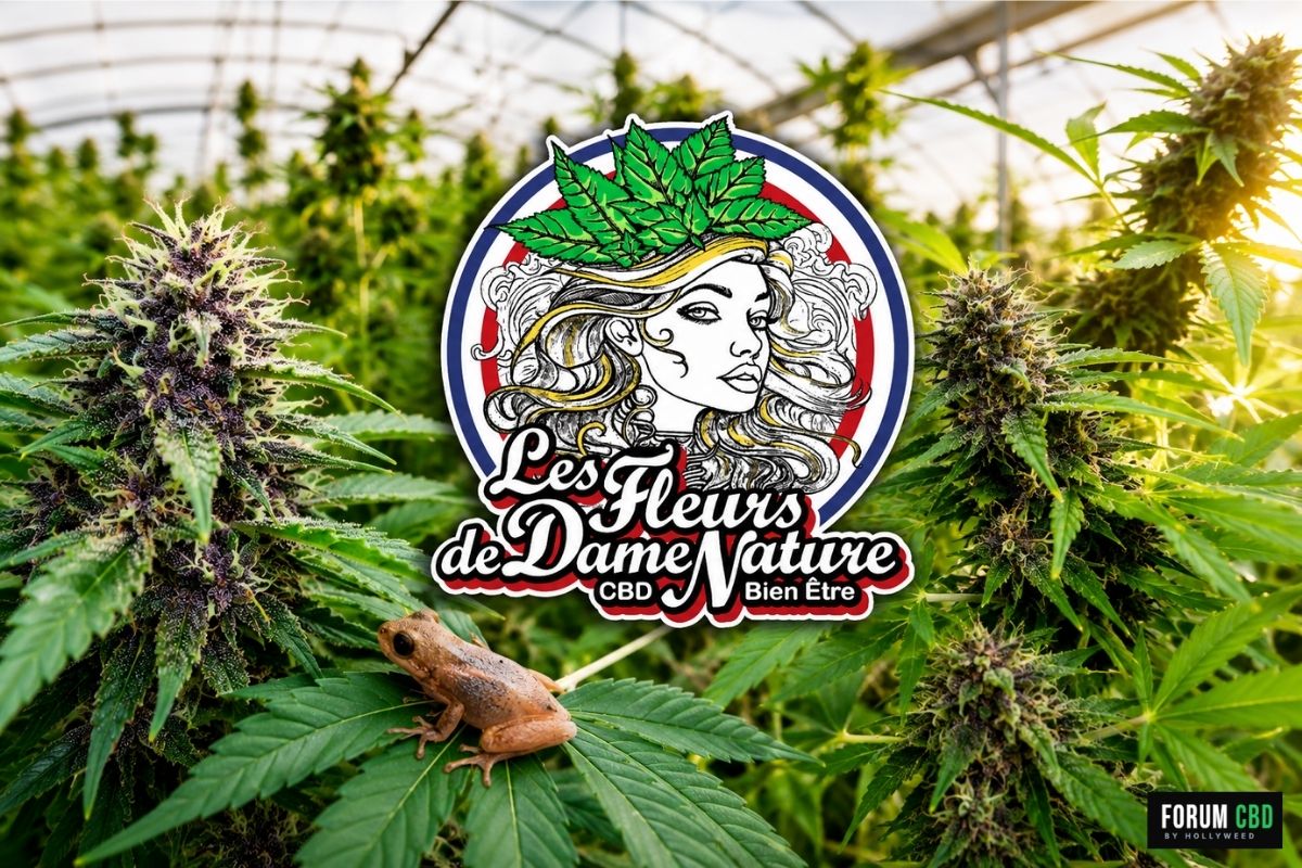 Culture de chanvre CBD sous serre par Les Fleurs de Dame Nature dans le Var avec approche organique sur sol vivant