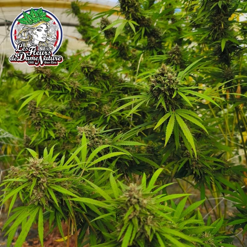Culture greenhouse de chanvre CBD sur sol vivant par Les Fleurs de Dame Nature dans le Var