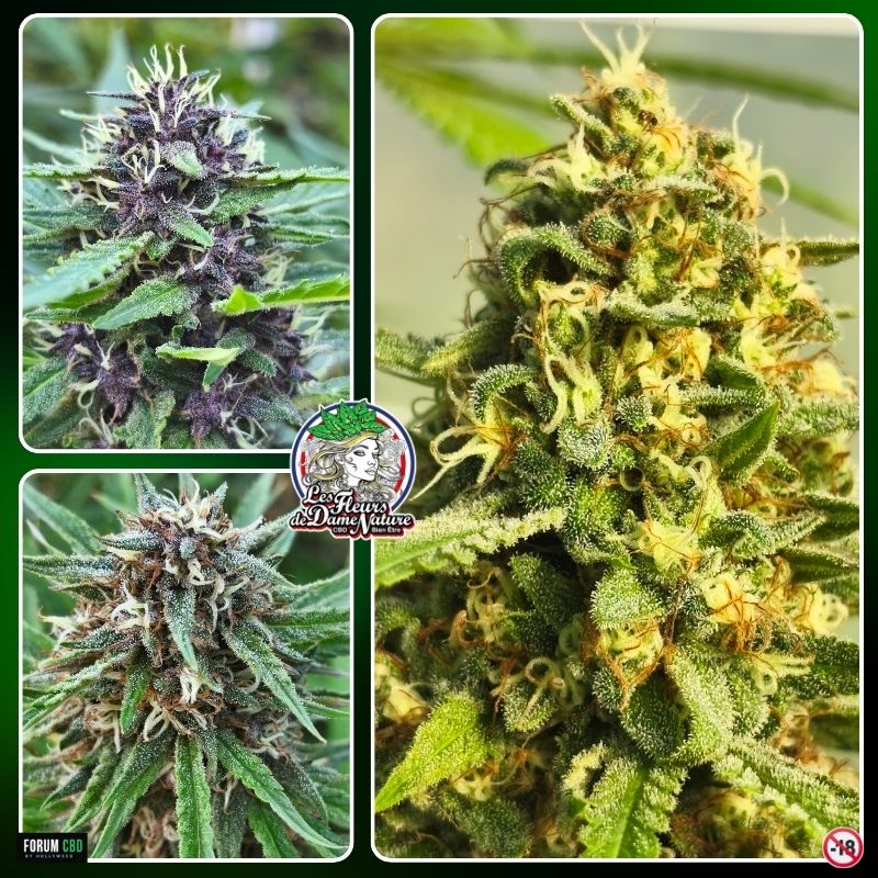 Montage de trois fleurs CBD françaises prises en macro avec trichomes et culture sur sol vivant