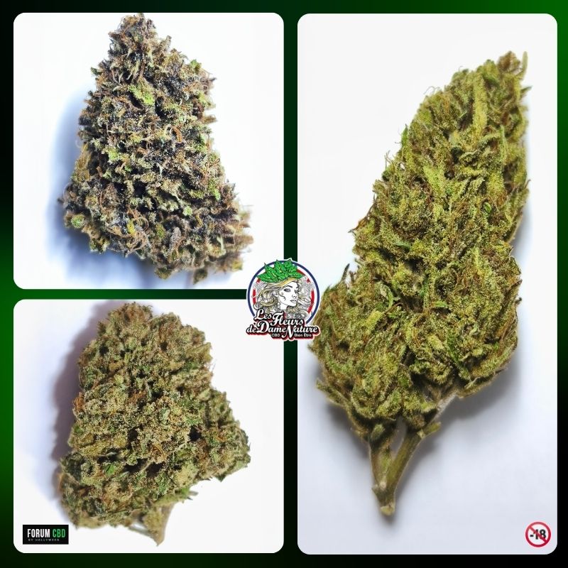Montage de trois fleurs de chanvre CBD premium manucurées à la main par Les Fleurs de Dame Nature