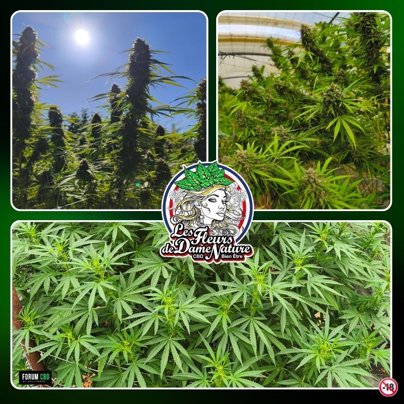 Trois fleurs de chanvre CBD en culture greenhouse sur sol vivant et outdoor chez Les Fleurs de Dame Nature dans le Var