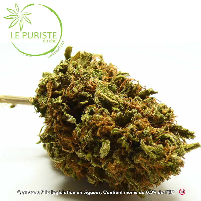 Fleur Chocolope CBD outdoor en gros plan, avec ses teintes vertes et ses pistils orangés, produite par LFH et proposée par Le Puriste du CBD.