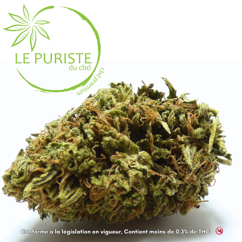 Gros plan sur une fleur Chocolope CBD outdoor cultivée en France par LFH et vendue par Le Puriste du CBD.