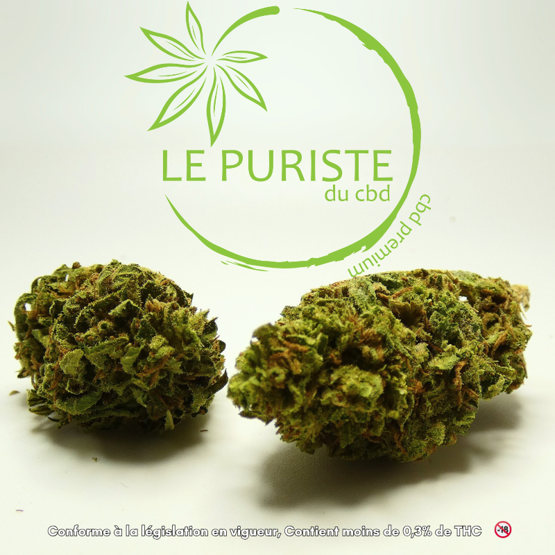 Deux fleurs Chocolope CBD outdoor cultivées en France par LFH et proposées par Le Puriste du CBD, présentées en gros plan sur fond clair.