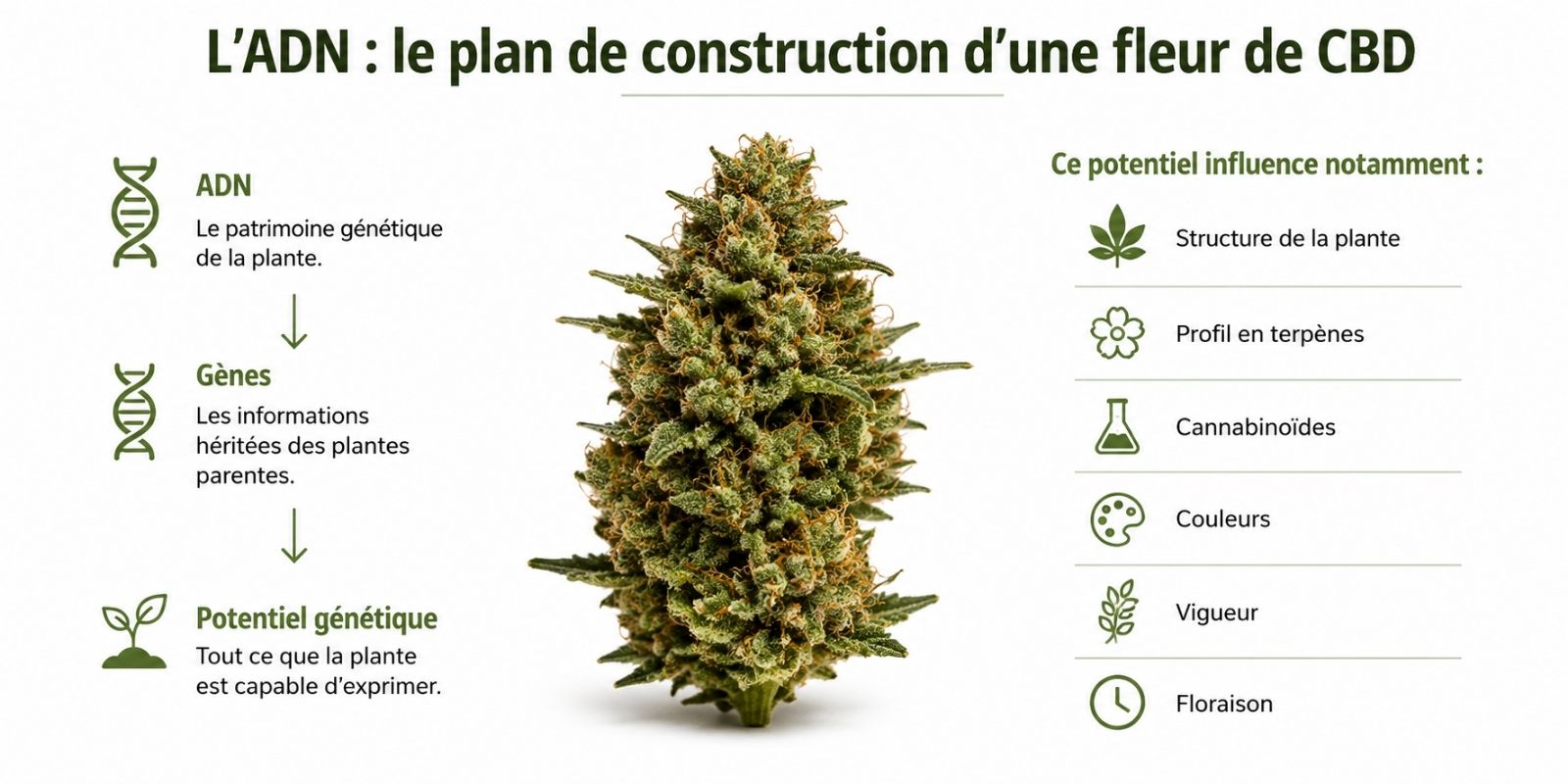 Infographie expliquant le rôle de l'ADN dans la génétique des fleurs de CBD, le patrimoine génétique, les gènes et le potentiel génétique influençant la structure, les terpènes, les cannabinoïdes et la floraison de la plante