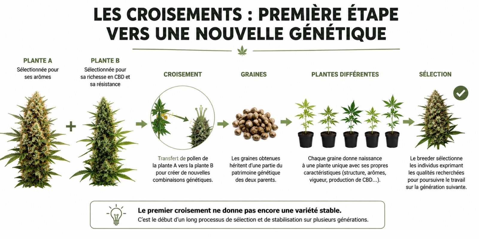 Infographie expliquant les différentes étapes du croisement génétique d'une fleur de CBD, de la sélection des plantes parentes jusqu'au choix des meilleurs descendants pour créer une nouvelle variété