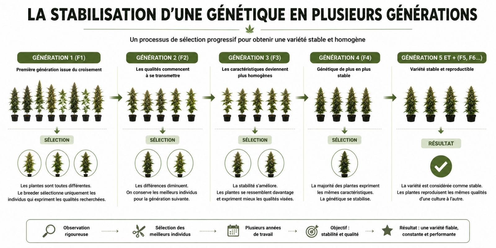 Infographie illustrant la stabilisation d'une génétique de fleurs de CBD sur plusieurs générations, depuis la première sélection des plantes jusqu'à l'obtention d'une variété stable et homogène