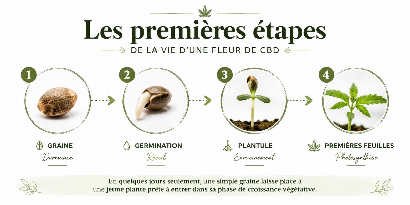 Infographie illustrant les premières étapes de vie d'une fleur de CBD, de la graine en dormance à la germination, puis à la plantule et aux premières feuilles