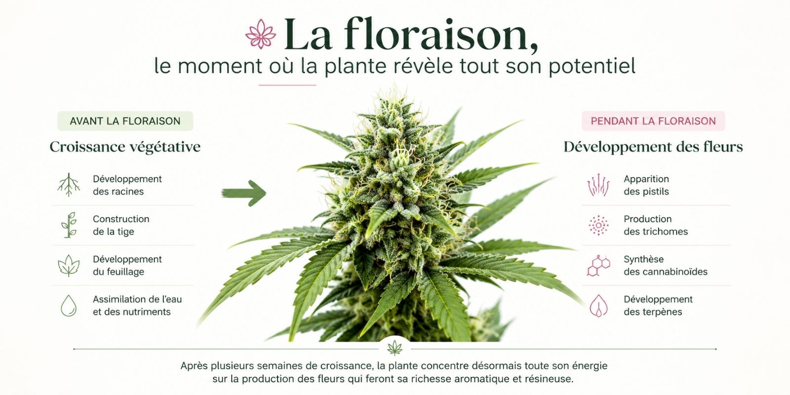 Infographie expliquant la transition entre la croissance végétative et la floraison d'une plante de CBD, illustrant le développement des racines, du feuillage, des fleurs, des trichomes, des cannabinoïdes et des terpènes