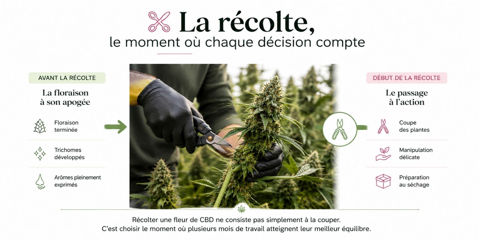 Infographie illustrant la récolte des fleurs de CBD, montrant la transition entre la fin de la floraison et la coupe des plantes, avec les principales étapes précédant le séchage et l'importance de choisir le bon moment pour préserver la qualité des fleurs