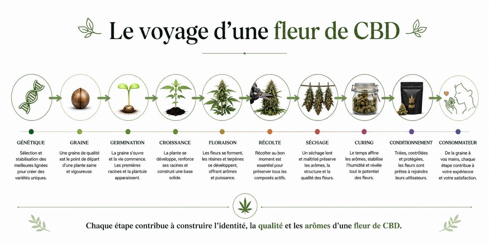 Infographie illustrant le parcours complet d'une fleur de CBD, depuis la sélection génétique et la germination jusqu'à la croissance, la floraison, la récolte, le séchage, le curing, le conditionnement et son arrivée chez le consommateur