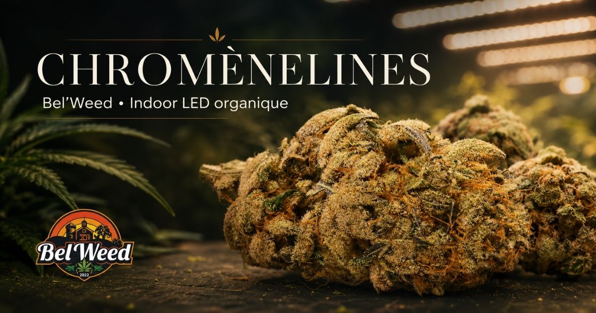 Cover de la ChromèneLines de Bel’Weed, une fleur CBD/CBC cultivée en indoor LED organique, présentée dans une ambiance sombre et immersive inspirée de la culture indoor