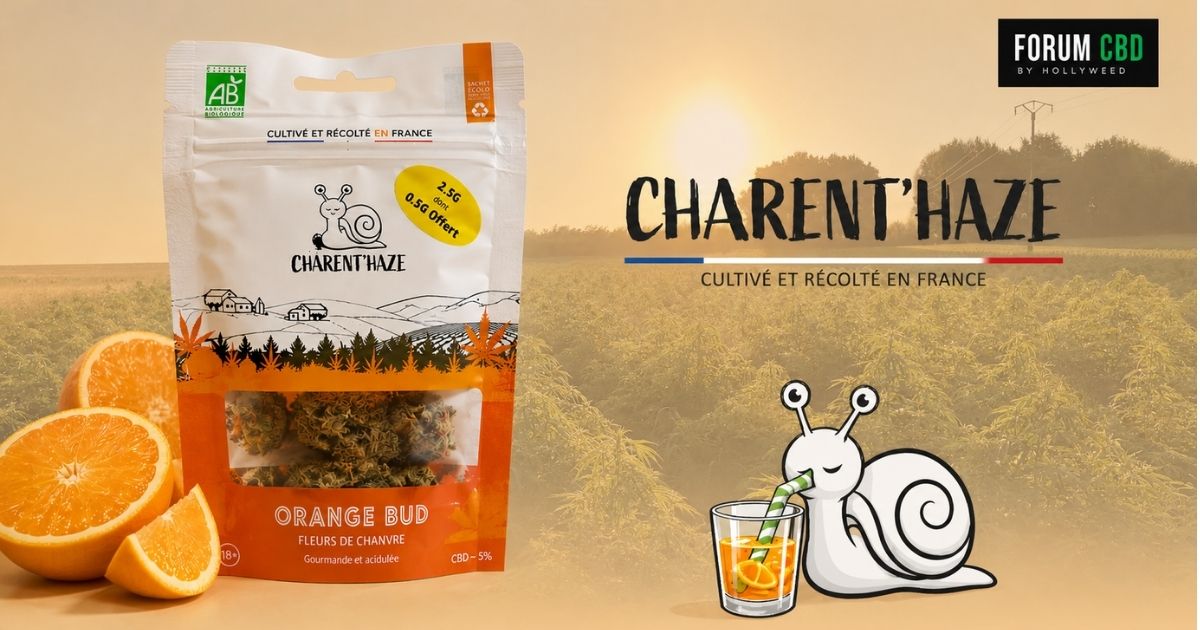 Cover de la revue de dégustation de l'Orange Bud de Charent'Haze avec le pochon, des oranges, un champ de chanvre en arrière-plan et l'escargot dégustant une orangeade