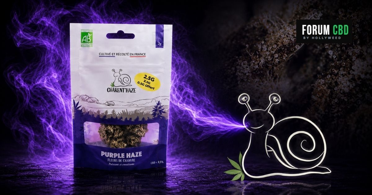 Pochon Purple Haze Bio Charent’Haze avec fumée violette et trichomes en arrière-plan