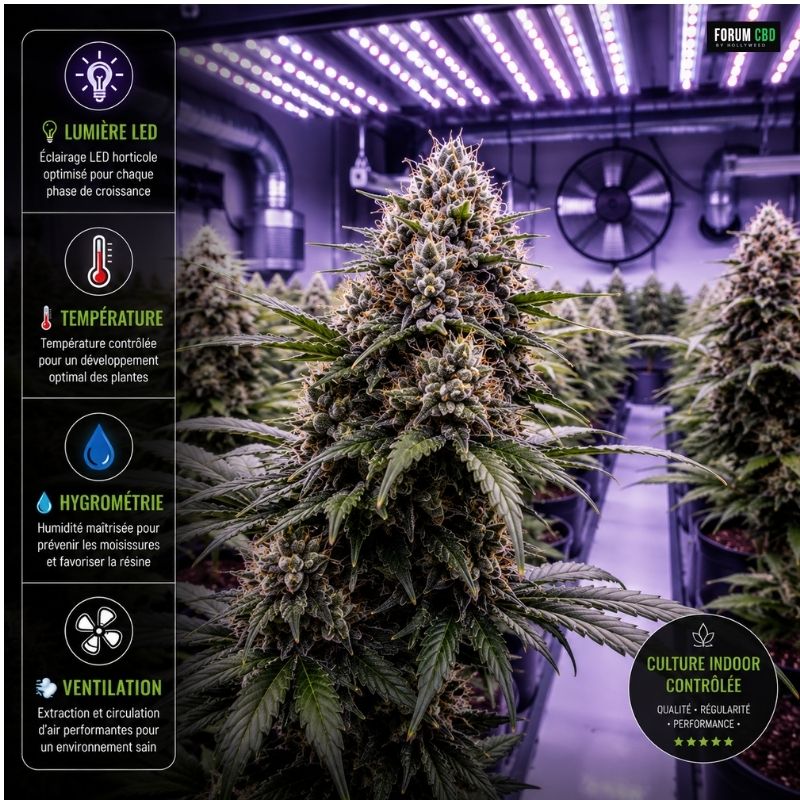 Culture indoor CBD sous LED avec contrôle de la température, de l’hygrométrie et de la ventilation pour produire des fleurs résineuses de qualité