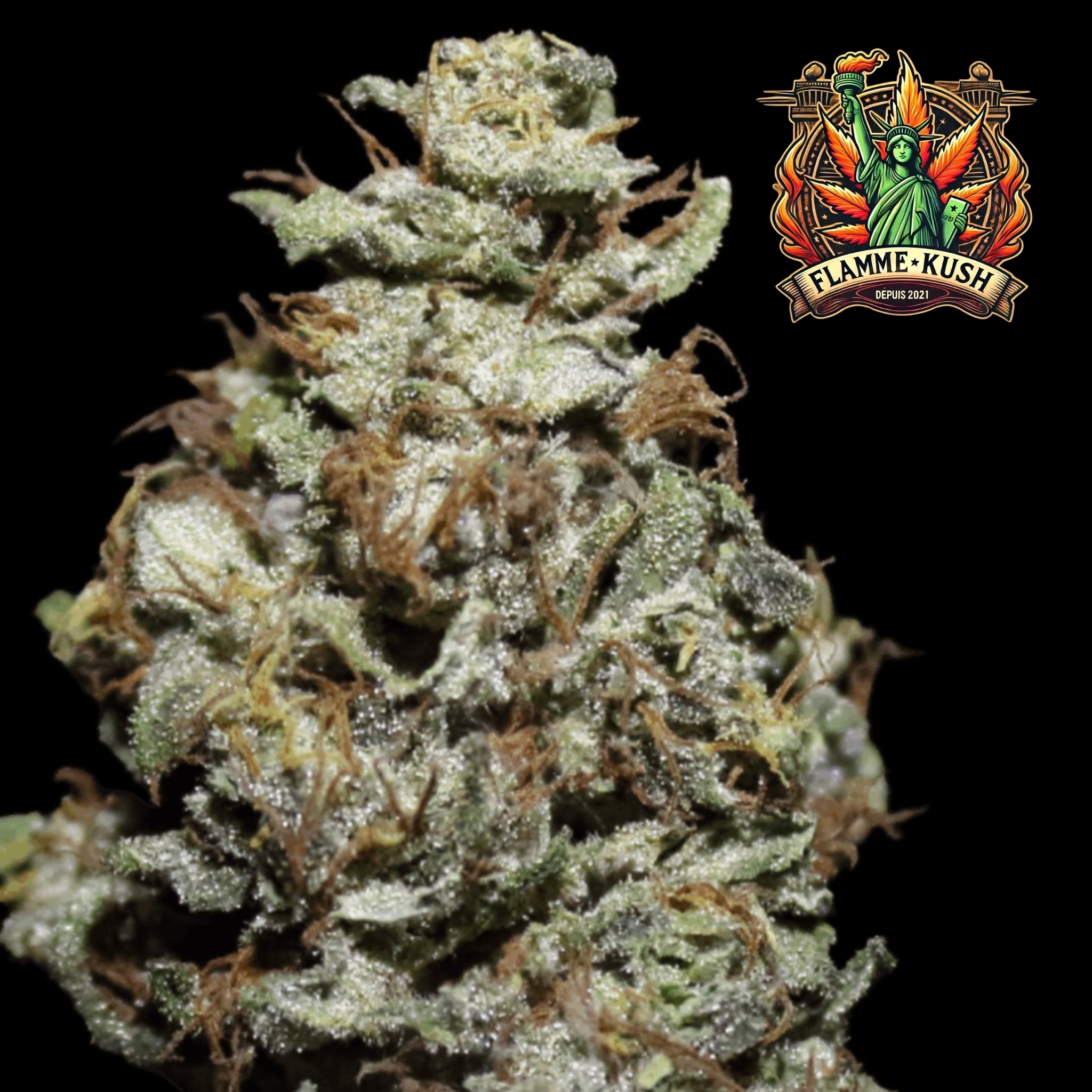 Flamme kush une fleur macro