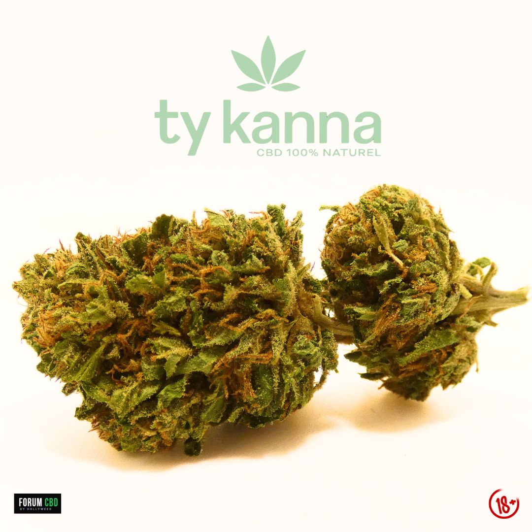 Photo macro de la fleur de CBD Lifter Outdoor de Ty Kanna, cultivée en Bretagne, présentant deux têtes aérées aux teintes vertes soutenues avec de nombreux pistils orangés. La structure naturelle et légèrement feuillue met en avant le caractère authentique d’une culture outdoor bretonne.
