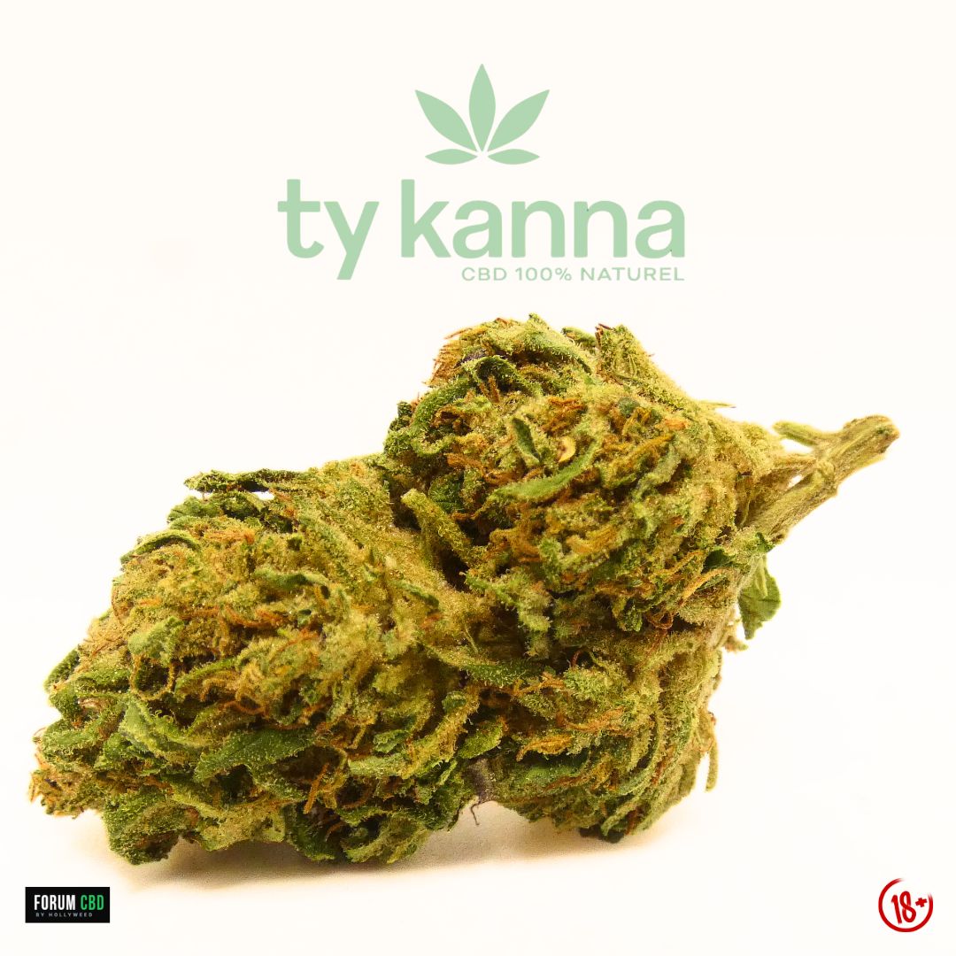 Macro de la fleur de CBD Lifter Outdoor de Ty Kanna, cultivée en Bretagne, montrant une tête généreuse aux nuances de vert clair et soutenu, recouverte de pistils orangés et d’une fine couche résineuse. Son aspect légèrement feuillu et sa structure naturelle mettent en avant le caractère authentique d’une culture outdoor bretonne.