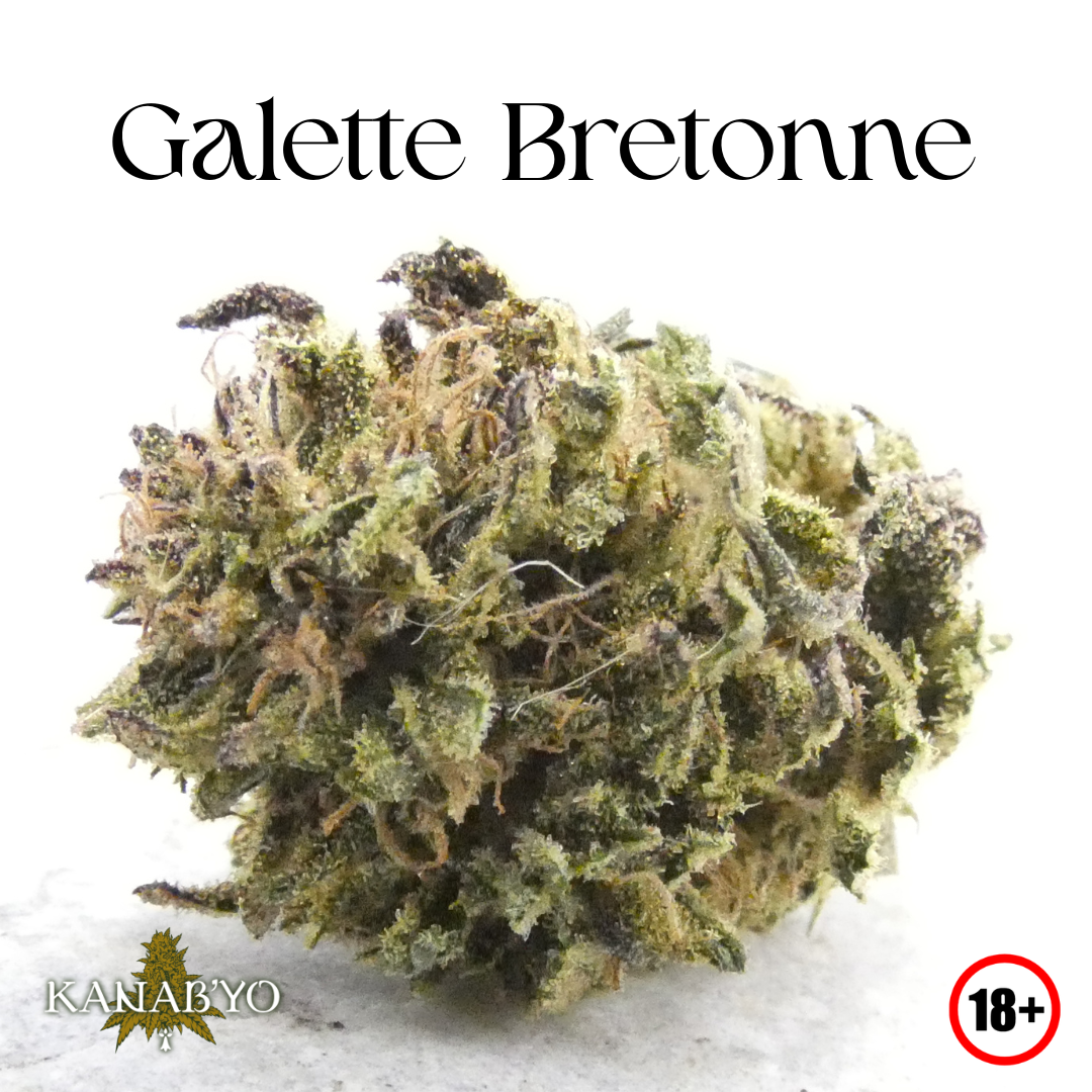 Galette Bretonne Kanab’Yo, fleur CBD bretonne High Alpine cultivée en extérieur en Bretagne, gros plan sur la tête