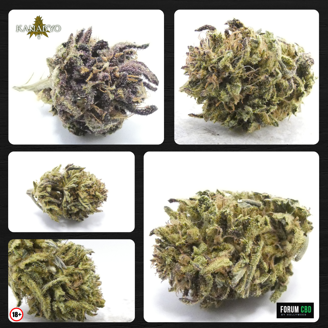 Galette Bretonne Kanab’Yo en plusieurs vues, fleur CBD bretonne small bud avec trichomes visibles et teintes vertes à violacées