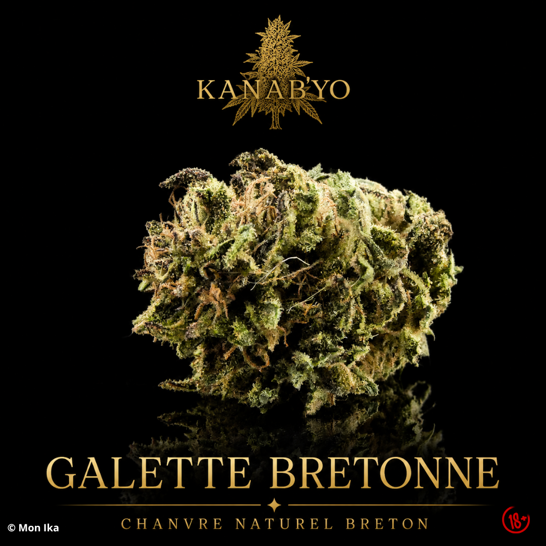 Galette Bretonne Kanab’Yo, fleur CBD bretonne cultivée en extérieur avec trichomes visibles sur fond noir premium