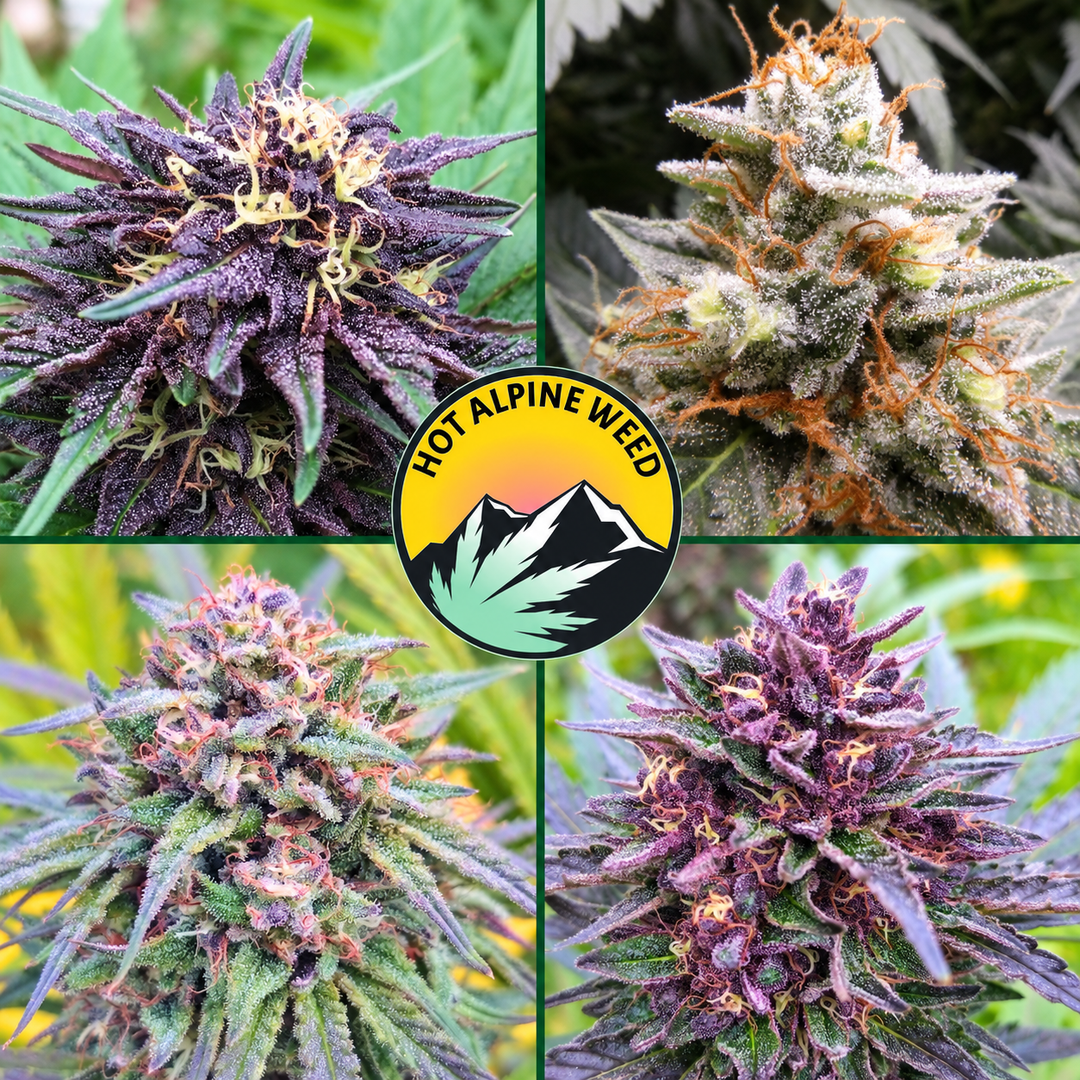 Quatre gros plans de fleurs de chanvre CBD Hot Alpine Weed, aux nuances vertes et violettes, avec trichomes et pistils visibles, autour du logo du producteur.