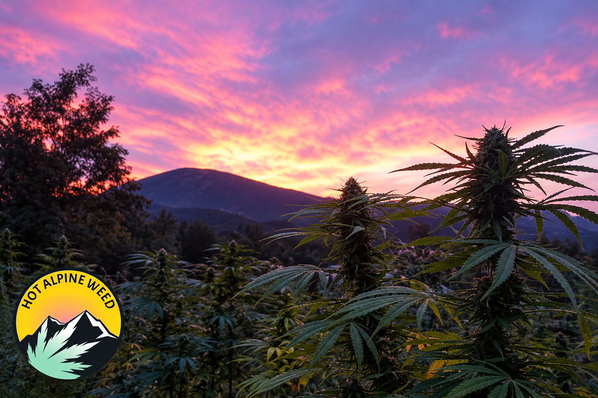 Plants de chanvre CBD Hot Alpine Weed au coucher du soleil, sous un ciel rose et violet, avec les montagnes en arrière-plan et le logo du producteur en bas à gauche.