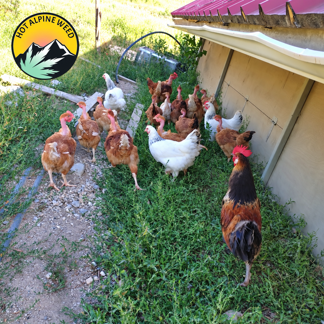 Poules et coq chez un agriculteur voisin fournissant du fumier pour le sol vivant de Hot Alpine Weed, avec le logo du chanvrier en haut à gauche.