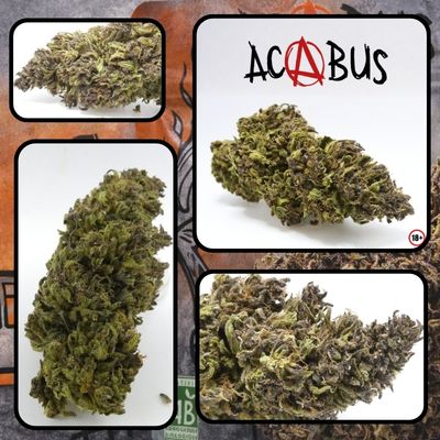 Photos de la fleur ACABUS outdoor cultivée dans les Cévennes avec gros plans sur les têtes